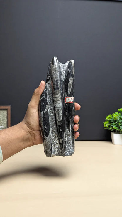 Kuber stone orthoceras wealth money magnet