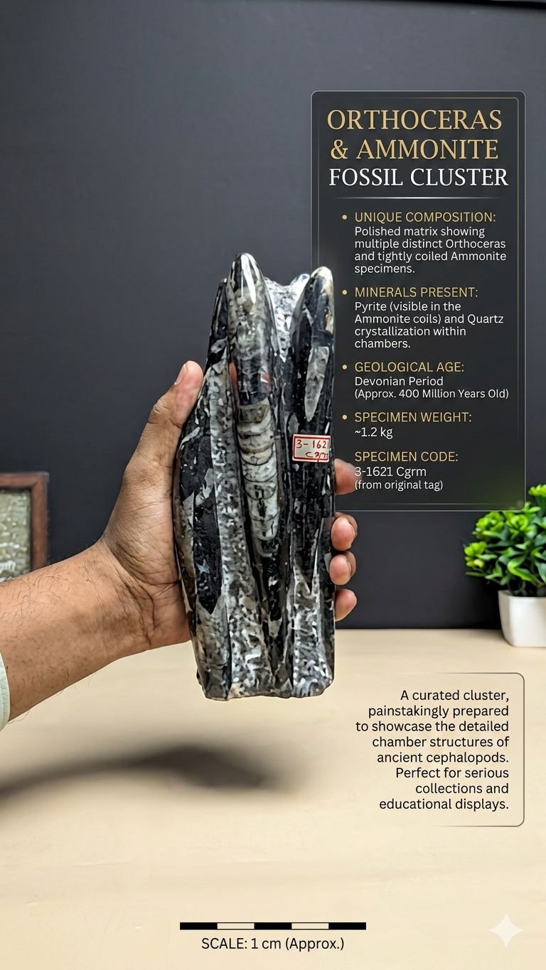Kuber stone orthoceras wealth money magnet