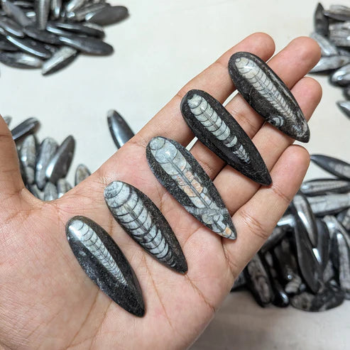 Orthoceras fossil [kuber stone]